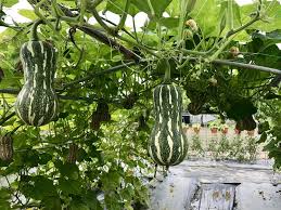Growing Squash Vertically Up Up And