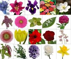 Flowers Types Names