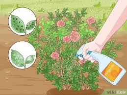 how to plant roses with pictures