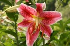 What month do Oriental lilies bloom?