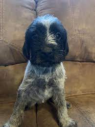 german wirehaired pointer puppies for