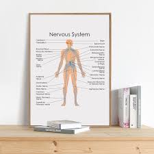 Human Anatomy Nervous System Diagram Prints Office Wall Art Poster Decor Biology Medical Education Chart Art Canvas Painting