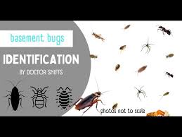 Basement Bugs Identification 14 Bugs
