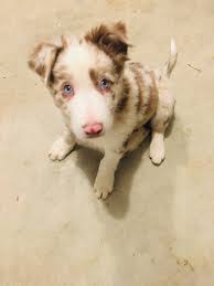 Up to date on shots. Border Collie Puppies For Sale Richmond In 286969