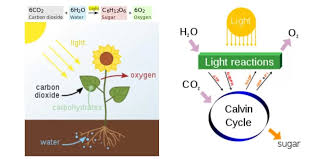 Photosynthesis Definition Steps
