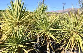 We have multiple consumer reviews, photos and opening hours. Cordyline Australia Arborist Plant Sale Plants