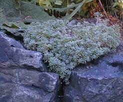 sedum blue carpet blue carpet sedum