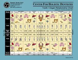 Holistic Dentistry Watch Tooth Organ Chart Teeth Health
