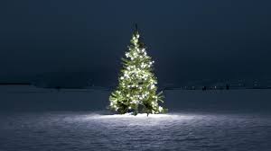 The history and sustainability of Christmas trees explained — Quartz