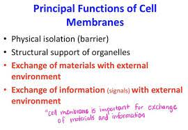intro to cell membranes flashcards