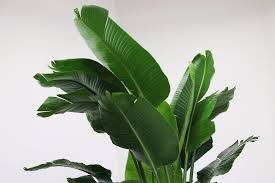 Relocate the tropical plant in a room with high light or a sunny porch. Our Favorite Large Leaf Tropical Plants Plant Care Tips And More La Residence