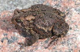 attract toads and frogs to the garden