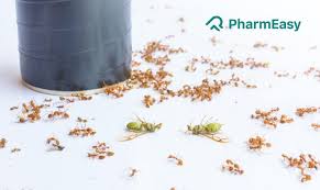 How To Get Rid Of Ants Top Methods