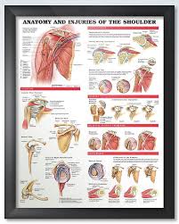 Anatomy And Injuries Of The Shoulder Chart 20x26 Shoulder