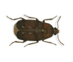 Die speckkäfer (dermestidae) stellen eine familie der käfer dar, die weltweit ca. Rentokil Schadlingsbekampfung Vorratsschadlinge Erkennen