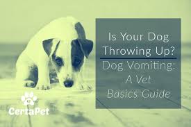 Is Your Dog Throwing Up Dog Vomiting A Vet Basics Guide
