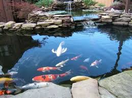 Transpa Glass Open Koi Garden Fish Pond