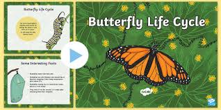 Life Cycle Of A Butterfly Powerpoint Science Resource Twinkl