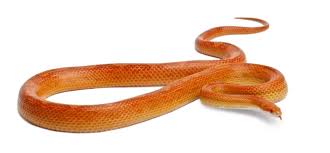 Si Bedding S For Corn Snakes