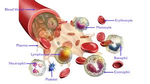 blood physiology physiopedia