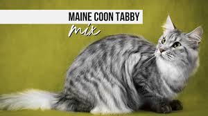 a detailed guide to maine tabby mix