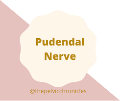 pudendal nerve pain in the a