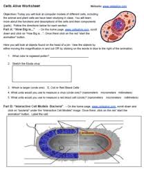 What is the function of the vacuole? Cells Alive Worksheet Key By Biologycorner Teachers Pay Teachers