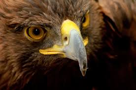 golden eagle national bird of mexico