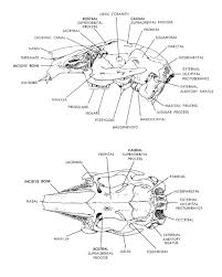 Skeletal Anatomy Rabbit Label Diagram Of Rabbit Rabbit Skull