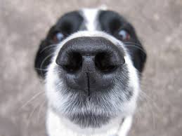 9 signs a dog s nose may need attention