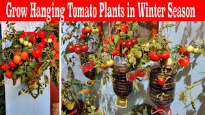 awesome method to grow tomato plants in
