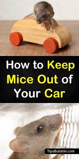 This dryer is simple to use and dries everything faster than my old dryer. 7 Smart Simple Ways To Keep Mice Out Of Your Car Mice Repellent Getting Rid Of Mice Cleaning Hacks
