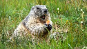 keep groundhogs out of your yard with a