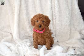 jane miniature poodle puppy