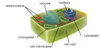 Image result for basic plant cell diagram