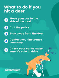 State farm found that there were an estimated 1.33 million auto collisions with deer, elk, moose and caribou from july 1, 2017 to june 30, 2018. What To Do If You Hit A Deer Safety Tips Friday Humor Deer