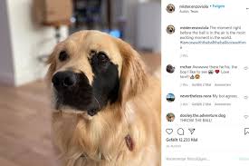 < image 1 of 1 >. Spot The Difference This Golden Retriever Is An Instagram Star Thanks To His Unusual Looks Tag24