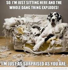 Surprised-dog-with-funny-quote-and-image.jpg via Relatably.com