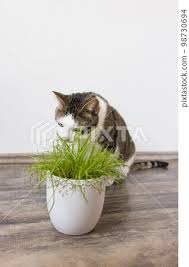 Domestic Cat Eat Juicy Green Grass