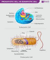 differences between prokaryotic cell