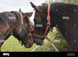 Lovely threesome of horses Stock Photo - Alamy