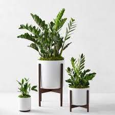 We tell you how to take care of the plants and help you find the best place for it in your home. 56 Shop Essencia Plants Ideas Plants Planter Arrangements Glass Planter