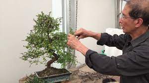 how to prune a chinese elm bonsai tree