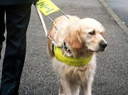 guide dog   Britannica com Yours magazine In English   we started researching for our Senior Project research paper   We looked up articles and I found a lot about Guide Dogs and blind people 