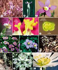 Gentianaceae An Overview