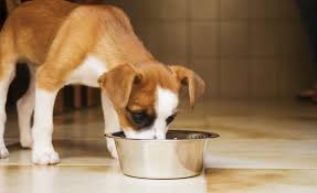 best dog food for dogs with sensitive
