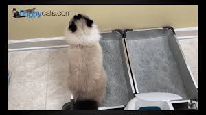 cat is ing outside of the litter box