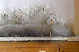 Homeowner Insurance Cover Mold