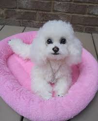 annie a white toy poodle puppy by