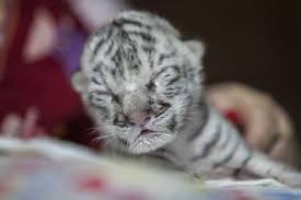 adorable newborn white bengal tiger